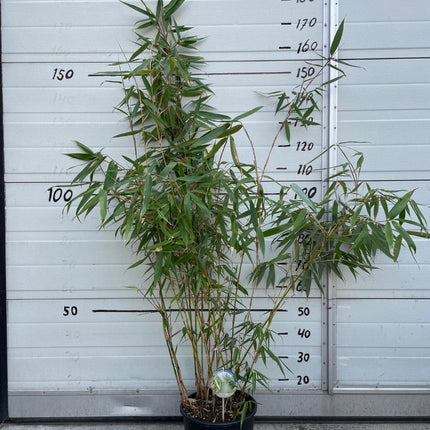 Fargesia robusta 'Wolong' - Niet woekerende bamboe