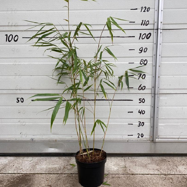 Fargesia robusta 'Wolong' - Niet woekerende bamboe