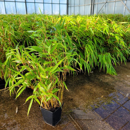 Fargesia robusta 'Campbell' - Niet woekerende bamboe
