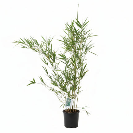 Fargesia robusta ‘Campbell’ in kweekpot met frisgroene bladeren en stevige, rechtop groeiende bamboestengels.