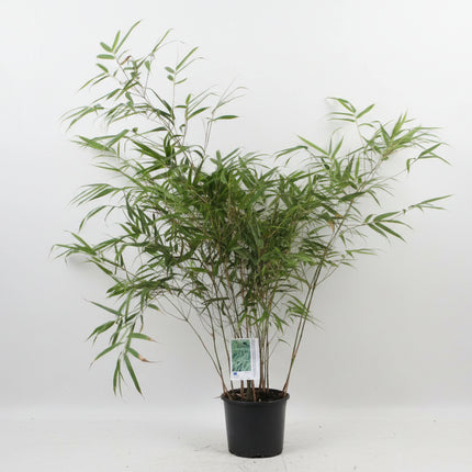Fargesia rufa bamboe in pot met rechtopstaande, dicht vertakte groene stengels, niet-woekerend en winterhard.