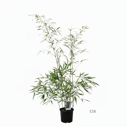 Fargesia scabrida ‘Asian Wonder’ bamboe in pot, niet-woekerend met smalle rechtopstaande groene stengels en dicht blad.