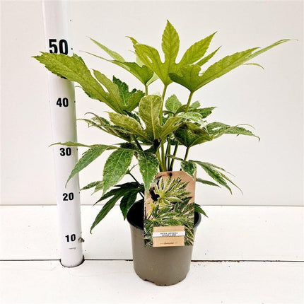 Fatsia japonica in kweekpot