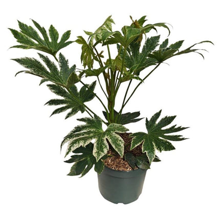 Grote volwassen Fatsia met donker bont blad
