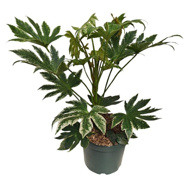 Grote volwassen Fatsia met donker bont blad