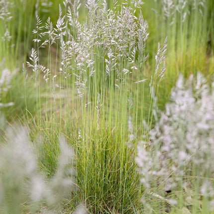 Festuca ovina - Inheems schapengras P9 Pot