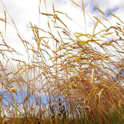 Festuca rubra - Rood Zwenkgras P9 pot met mooi weer op achtergrond