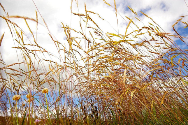 Festuca rubra - Rood Zwenkgras P9 pot met mooi weer op achtergrond