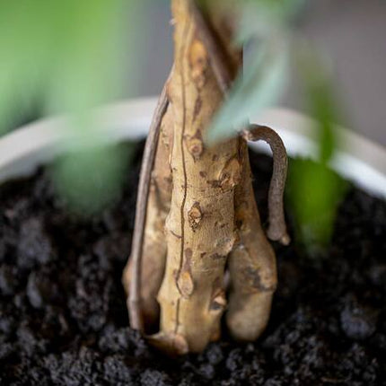 Ficus Tree - Kunstplant - L