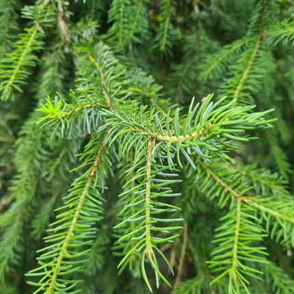 Fijnspar kerstboom 'Super' in pot - Picea Abies - 80/200cm