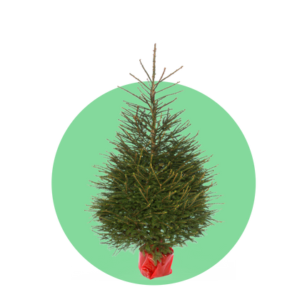 Fijnspar kerstboom 'Super' in pot - Picea Abies - 80/200cm