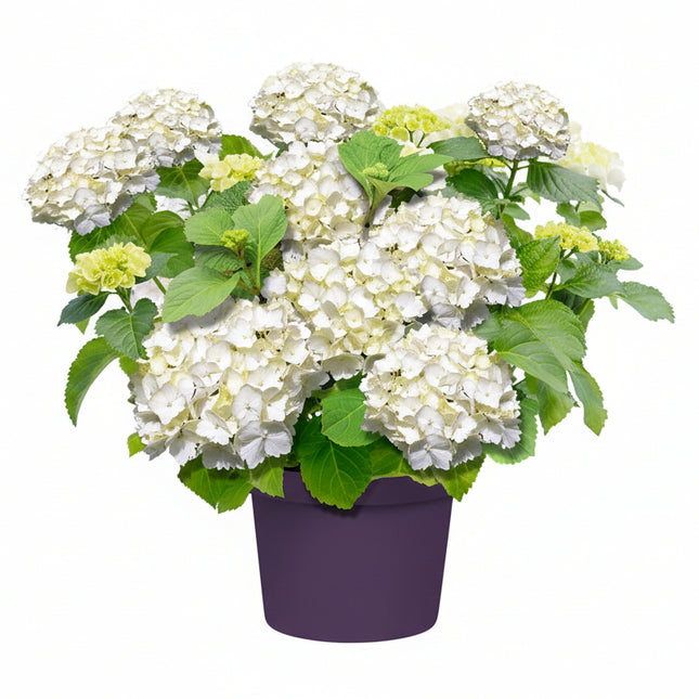 Hydrangea macrophylla witte boerenhortensia in pot, met volle groene bladeren en compacte groei, klaar voor tuin of terras.