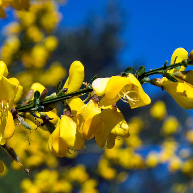 Cytisus (Scoparius Group) 'Jessica' - Brem
