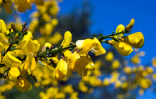 Afbeelding in Gallery-weergave laden, Cytisus (Scoparius Group) &#39;Jessica&#39;
