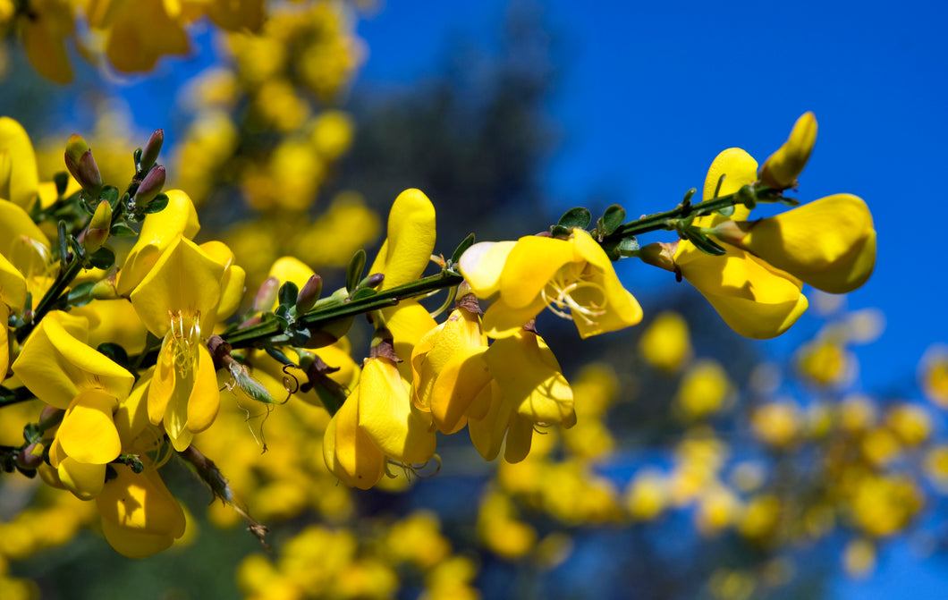 Cytisus (Scoparius Group) 'Jessica'