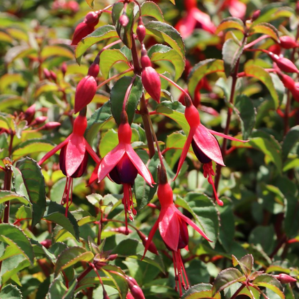 Fuchsia 'Mrs Popple' - Bellenplant