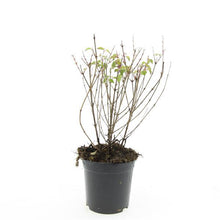 Afbeelding in Gallery-weergave laden, Fuchsia &#39;Riccartonii&#39; - Bellenplant
