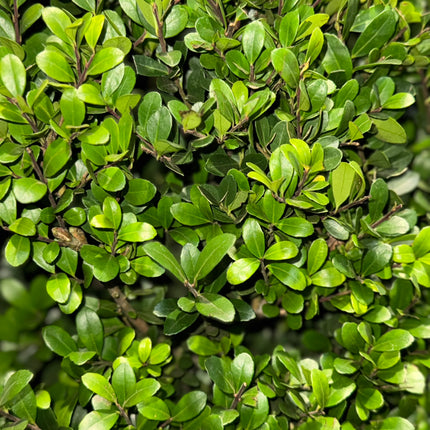 Ilex crenata 'Dark Green' - Japanse Hulst in kegelvorm