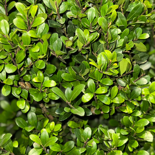 Ilex crenata 'Dark Green' - Japanse Hulst in kegelvorm