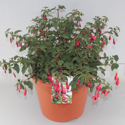 Fuchsia 'Mrs Popple' - Bellenplant