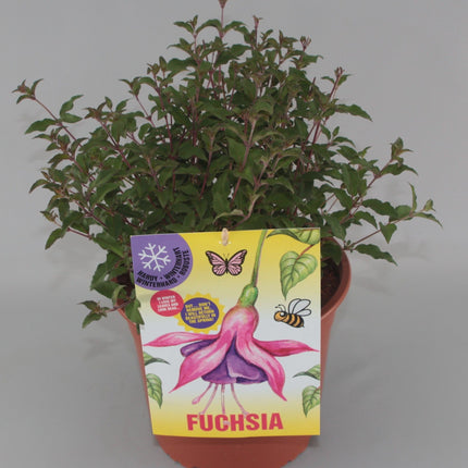 Fuchsia 'Riccartonii' - Bellenplant