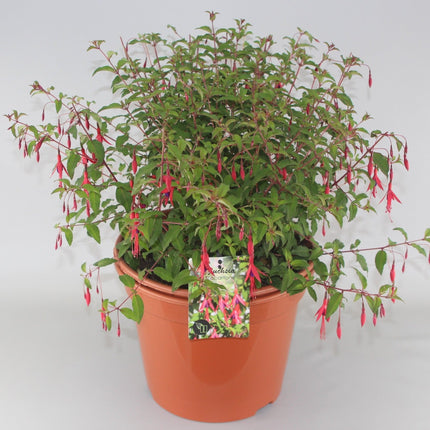 Fuchsia 'Riccartonii' - Bellenplant