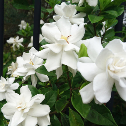Gardenia jasminoides 'Celestial Star' - Kaapse Jasmijn
