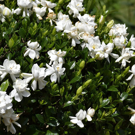 Gardenia jasminoides 'Crown Jewel' - Kaapse Jasmijn