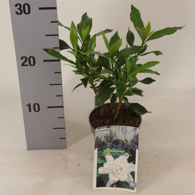 Gardenia jasminoides 'Celestial Star' - Kaapse Jasmijn