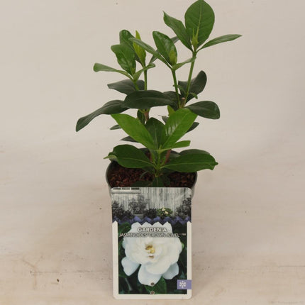 Gardenia jasminoides 'Crown Jewel' - Kaapse Jasmijn