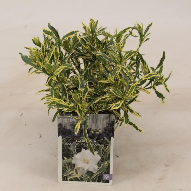 Gardenia jasminoides ‘Golden Crown’ - Kaapse Jasmijn