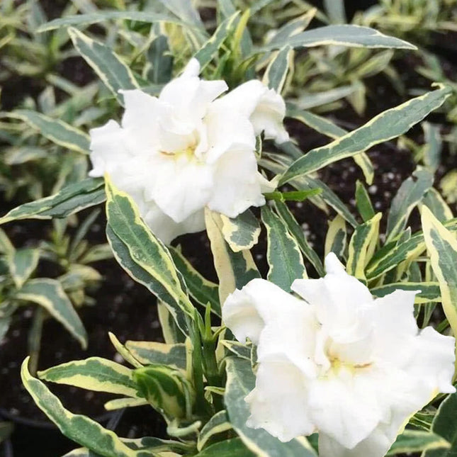 Gardenia jasminoides ‘Golden Crown’ - Kaapse Jasmijn