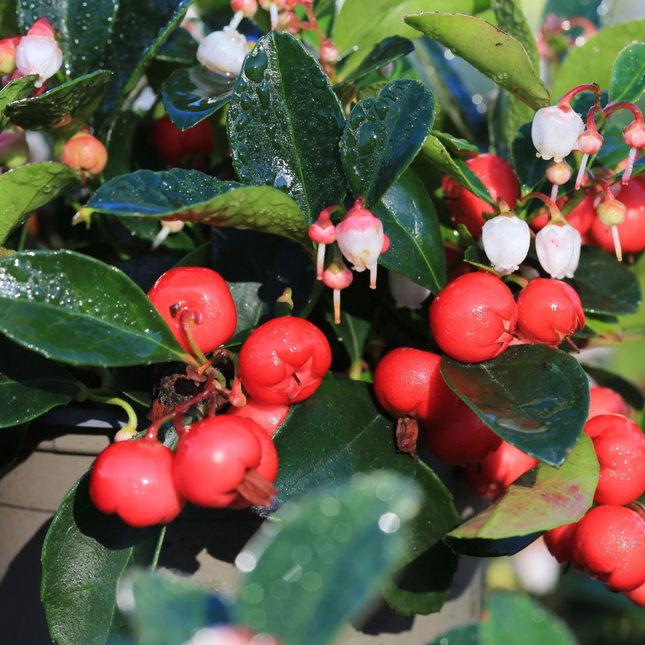 Gaultheria procumbens bergthee met rode bessen