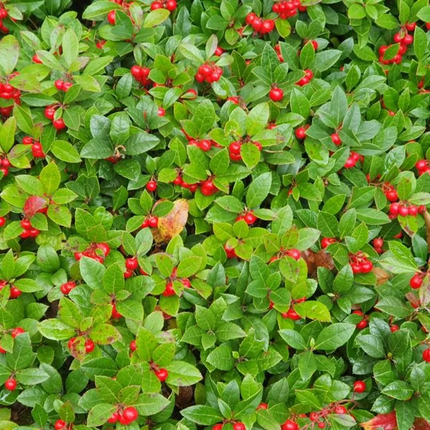 Groen blad van Gaultheria procumbens bergthee