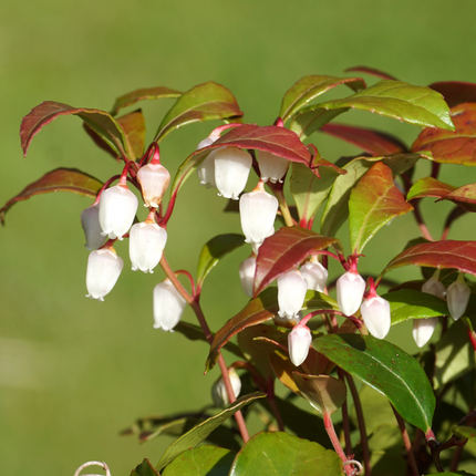Bergthee Gaultheria procumbens laagblijvende plant met groene bladeren en wit/roze bloemen