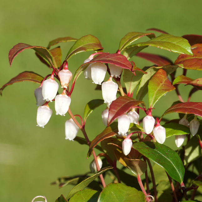 Bergthee Gaultheria procumbens laagblijvende plant met groene bladeren en wit/roze bloemen
