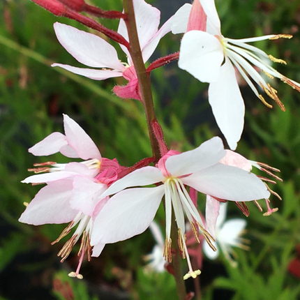 Gaura lindheimeri 'Whirling Butterflies' - Prachtkaars