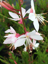 Afbeelding in Gallery-weergave laden, Gaura lindheimeri &#39;Whirling Butterflies&#39; - Prachtkaars
