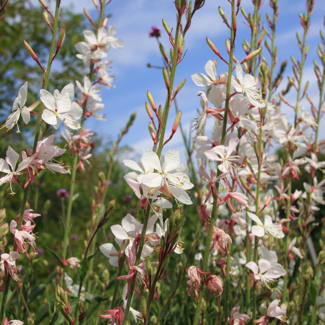 Gaura lindheimeri 'Whirling Butterflies' - Prachtkaars