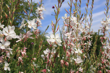 Afbeelding in Gallery-weergave laden, Gaura lindheimeri &#39;Whirling Butterflies&#39; - Prachtkaars
