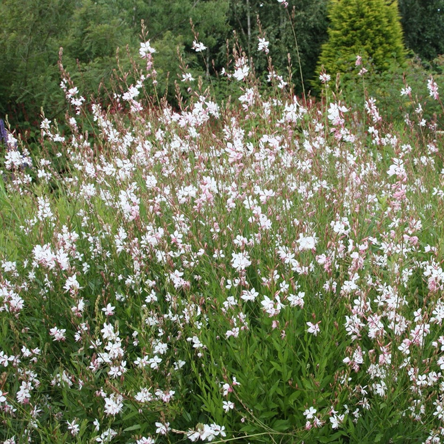Bloeiende prachtkaars ‘Whirling Butterflies’ met talloze witte bloemen die speels boven de plant zweven in een zonnige border.