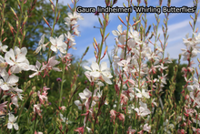 Afbeelding in Gallery-weergave laden, Borderpakket &#39;Pastel &amp; Wit&#39; - 5m² - 50 planten
