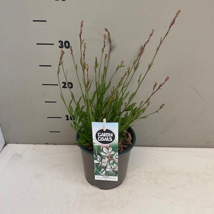 Gaura lindheimeri 'Whirling Butterflies' - Prachtkaars