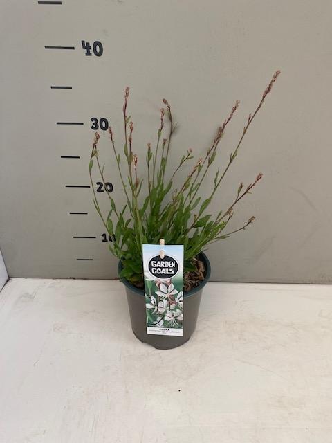 Gaura lindheimeri ‘Whirling Butterflies’ in pot met smal, frisgroen blad en luchtige groei.