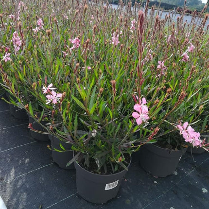Gaura lindheimeri Graceful Pink - Prachtkaars
