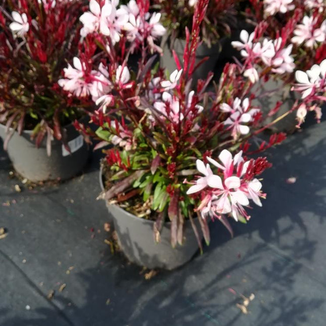 Gaura lindheimeri Siskiyou Pink - Prachtkaars