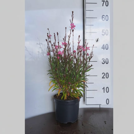 Gaura lindheimeri ‘Siskiyou Pink’ in p9 pot met smal blad en luchtige, vertakte groei.