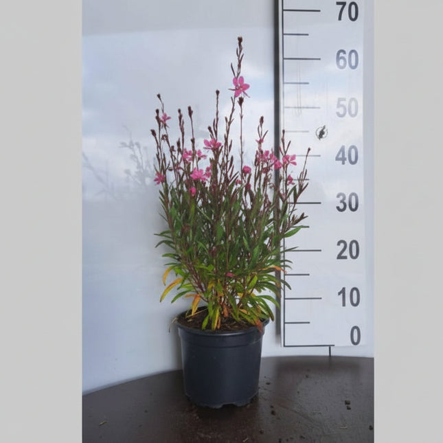 Gaura lindheimeri ‘Siskiyou Pink’ in p9 pot met smal blad en luchtige, vertakte groei.