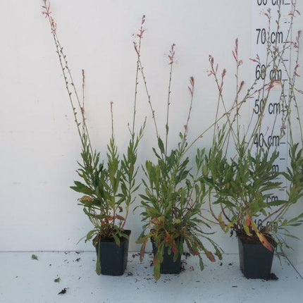 Gaura lindheimeri 'Whirling Butterflies' - Prachtkaars
