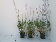Afbeelding in Gallery-weergave laden, Gaura lindheimeri &#39;Whirling Butterflies&#39; - Prachtkaars
